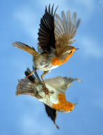 Robin examines itself in a mirror placed on the ground, Fareham, Hampshire, Britain - 03 May 2011