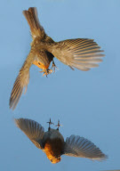 Robin examines itself in a mirror placed on the ground, Fareham, Hampshire, Britain - 03 May 2011