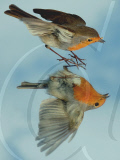 Robin examines itself in a mirror placed on the ground, Fareham, Hampshire, Britain - 03 May 2011