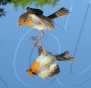 Robin examines itself in a mirror placed on the ground, Fareham, Hampshire, Britain - 03 May 2011