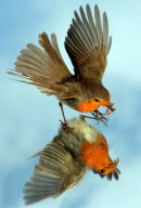 Robin examines itself in a mirror placed on the ground, Fareham, Hampshire, Britain - 03 May 2011