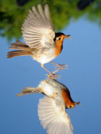 Robin examines itself in a mirror placed on the ground, Fareham, Hampshire, Britain - 03 May 2011