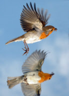 Robin examines itself in a mirror placed on the ground, Fareham, Hampshire, Britain - 03 May 2011