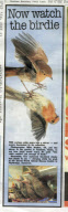 Robin examines itself in a mirror placed on the ground, Fareham, Hampshire, Britain - 03 May 2011