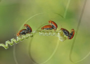 Six beetles photographed mating at the same time, Seruyan, Indonesia - 13 Apr 2011