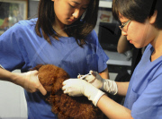 CHINA-GUANGZHOU-PET DOG-MICROCHIP IMPLANT (CN)