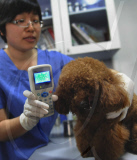 CHINA-GUANGZHOU-PET DOG-MICROCHIP IMPLANT (CN)