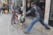 Promotion for Goats cheese in Oxford Street, London, Britain - 17 May 2011