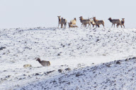 Elks chase wolves, Lamar Valley, Yellowstone National Park, Wyoming, America - Apr 2011