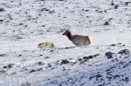 Elks chase wolves, Lamar Valley, Yellowstone National Park, Wyoming, America - Apr 2011
