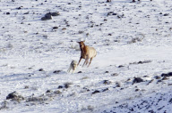 Elks chase wolves, Lamar Valley, Yellowstone National Park, Wyoming, America - Apr 2011