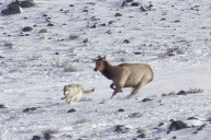 Elks chase wolves, Lamar Valley, Yellowstone National Park, Wyoming, America - Apr 2011