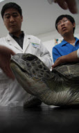 #CHINA-HEBEI-CANGZHOU-TURTLE-TREATMENT (CN)