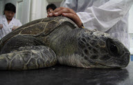 #CHINA-HEBEI-CANGZHOU-TURTLE-TREATMENT (CN)
