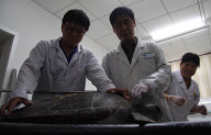 #CHINA-HEBEI-CANGZHOU-TURTLE-TREATMENT (CN)
