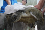 #CHINA-HEBEI-CANGZHOU-TURTLE-TREATMENT (CN)