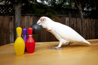 Julie Cardoza and her performing parrots, San Jose, California, America - Dec 2010