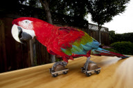 Julie Cardoza and her performing parrots, San Jose, California, America - Dec 2010
