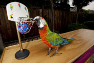Julie Cardoza and her performing parrots, San Jose, California, America - Dec 2010