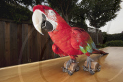 Julie Cardoza and her performing parrots, San Jose, California, America - Dec 2010