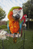 Julie Cardoza and her performing parrots, San Jose, California, America - Dec 2010
