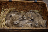 Süsse Vierlinge: Die jungen Löwenbabys werden im Tierpark Hagenbeck in Hamburg vorgestellt