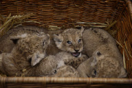 Süsse Vierlinge: Die jungen Löwenbabys werden im Tierpark Hagenbeck in Hamburg vorgestellt