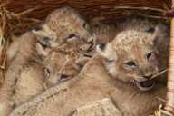 Süsse Vierlinge: Die jungen Löwenbabys werden im Tierpark Hagenbeck in Hamburg vorgestellt