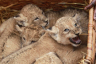 Süsse Vierlinge: Die jungen Löwenbabys werden im Tierpark Hagenbeck in Hamburg vorgestellt