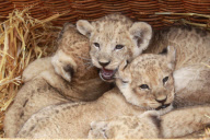 Süsse Vierlinge: Die jungen Löwenbabys werden im Tierpark Hagenbeck in Hamburg vorgestellt