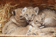 Süsse Vierlinge: Die jungen Löwenbabys werden im Tierpark Hagenbeck in Hamburg vorgestellt