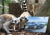 Lemurs look at a BMW car brochure as part of enrichment programme at Drayton manor Zoo, Staffordshire, Britain - 19 May 2011