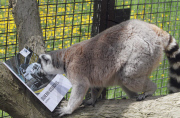 Lemurs look at a BMW car brochure as part of enrichment programme at Drayton manor Zoo, Staffordshire, Britain - 19 May 2011