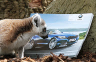 Lemurs look at a BMW car brochure as part of enrichment programme at Drayton manor Zoo, Staffordshire, Britain - 19 May 2011