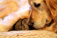 Koa the Labrador adopts baby rabbits, San Francisco, America - May 2011