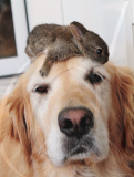 Koa the Labrador adopts baby rabbits, San Francisco, America - May 2011