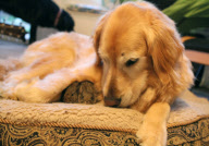 Koa the Labrador adopts baby rabbits, San Francisco, America - May 2011