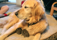 Koa the Labrador adopts baby rabbits, San Francisco, America - May 2011
