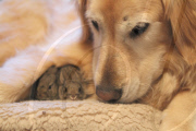Koa the Labrador adopts baby rabbits, San Francisco, America - May 2011