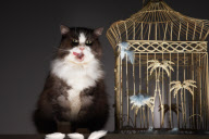 Cats & Dogs 2