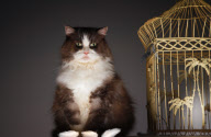 Cats & Dogs 2