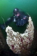 Scuba diver explores widening gap between America and Eurasia tectonic plates, Iceland - 02 May 2011