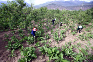 **CHINA-TIBET-NYINGCHI-TIBETAN MEDICINE (CN)