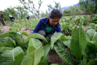 **CHINA-TIBET-NYINGCHI-TIBETAN MEDICINE (CN)