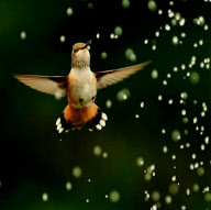 Hummingbirds cool down under a garden sprinkler, Oregon, America - 11 May 2011