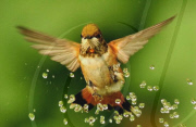 Hummingbirds cool down under a garden sprinkler, Oregon, America - 11 May 2011