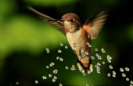 Hummingbirds cool down under a garden sprinkler, Oregon, America - 11 May 2011