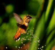 Hummingbirds cool down under a garden sprinkler, Oregon, America - 11 May 2011