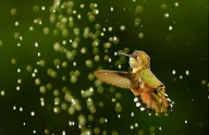 Hummingbirds cool down under a garden sprinkler, Oregon, America - 11 May 2011