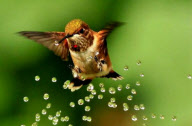 Hummingbirds cool down under a garden sprinkler, Oregon, America - 11 May 2011